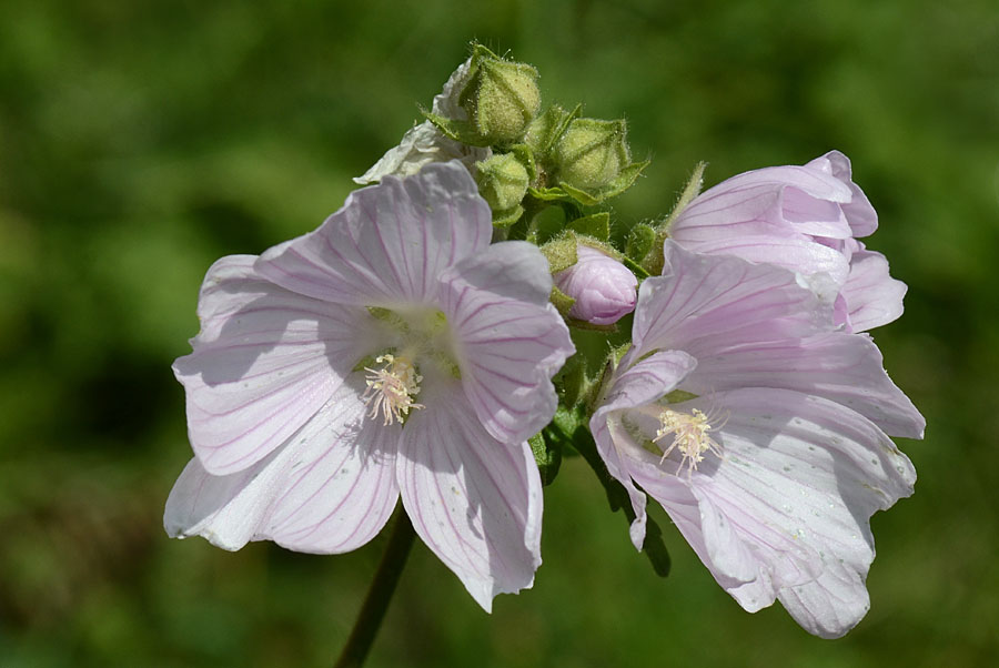 Malva alcea / Malva alcea